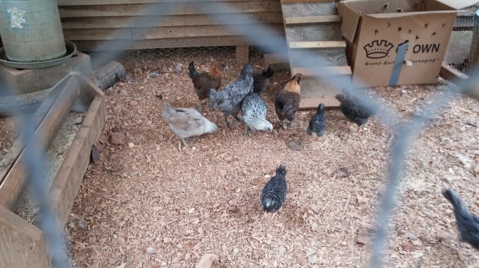 chicks Sept 2015.jpg