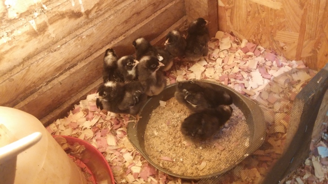week old chicks.jpg