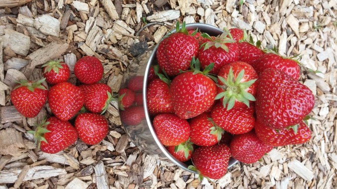 first batch of berries.jpg