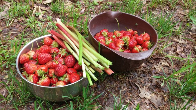 second batch of berries.jpg