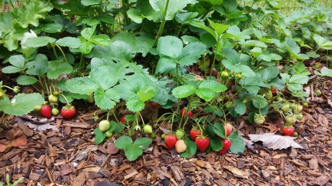 strawberries on vine.jpg