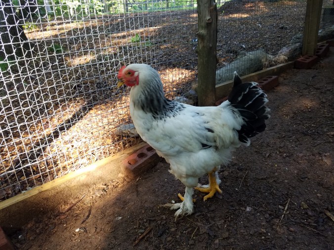brahma rooster.jpg