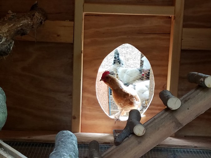 first rooster in coop (1).jpg