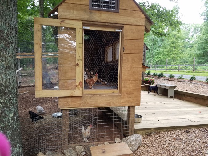 first rooster in coop (4).jpg