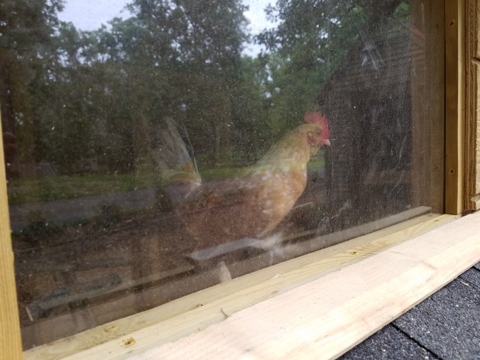 first rooster in coop (6).jpg