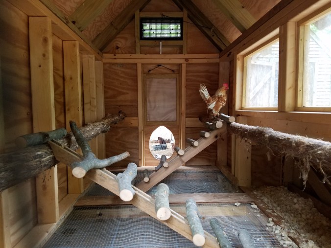 first rooster in coop (7).jpg