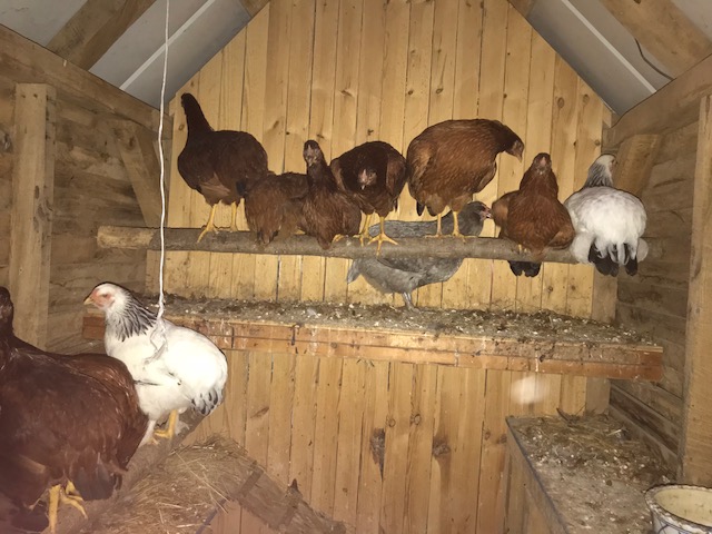 hens at night.jpg