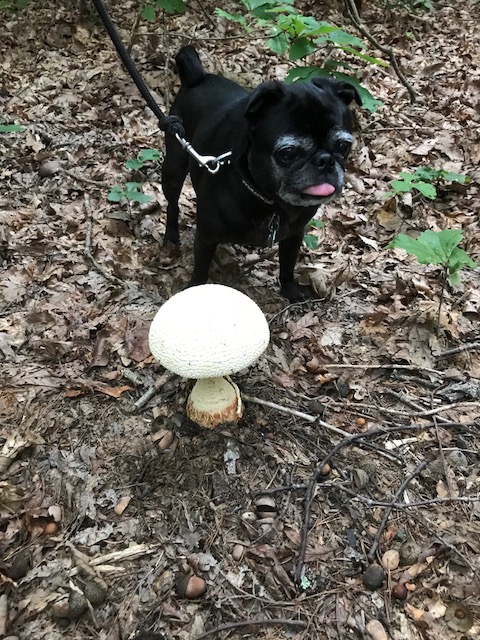 mushroom with Coco.jpg