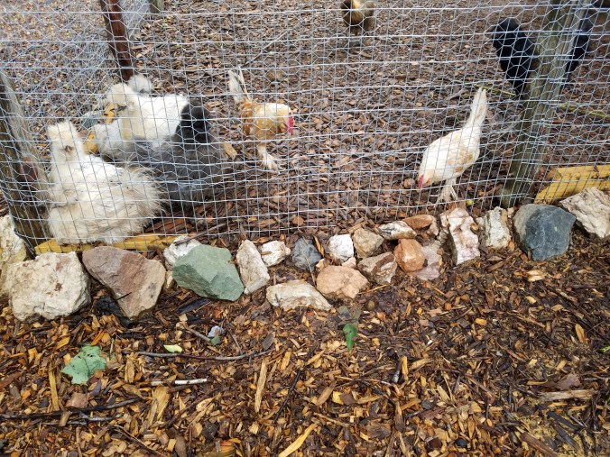 netting and fencing (2).jpg