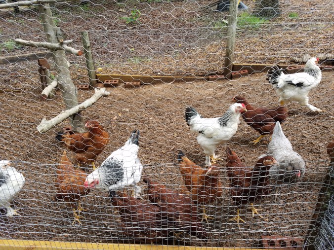 netting and fencing (9).jpg