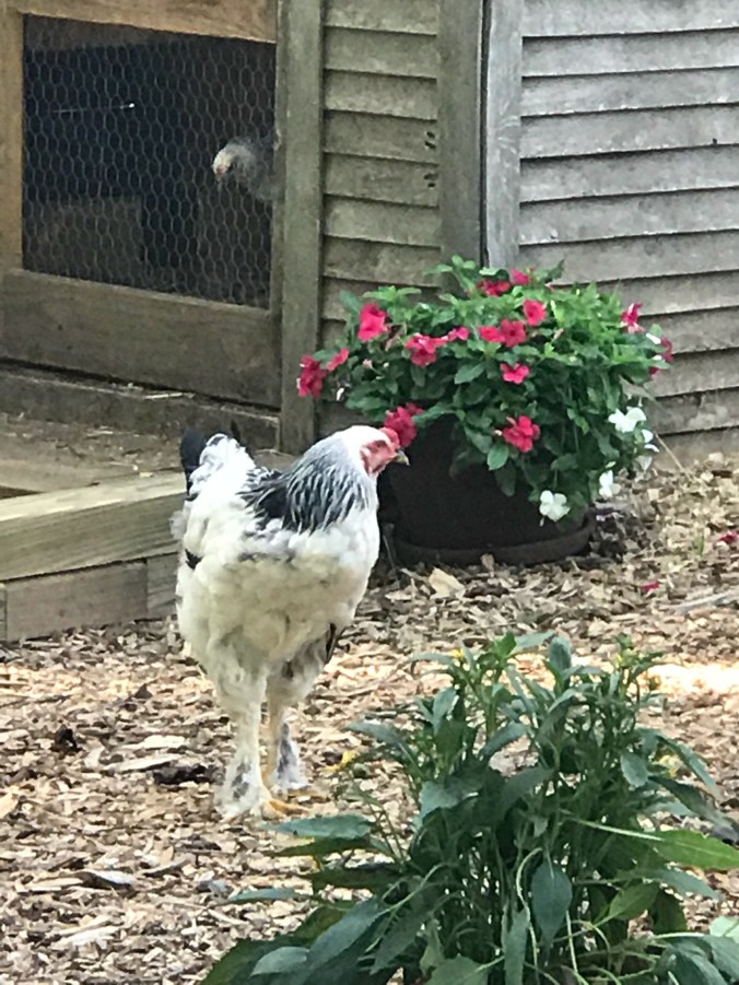 rooster back home.jpeg