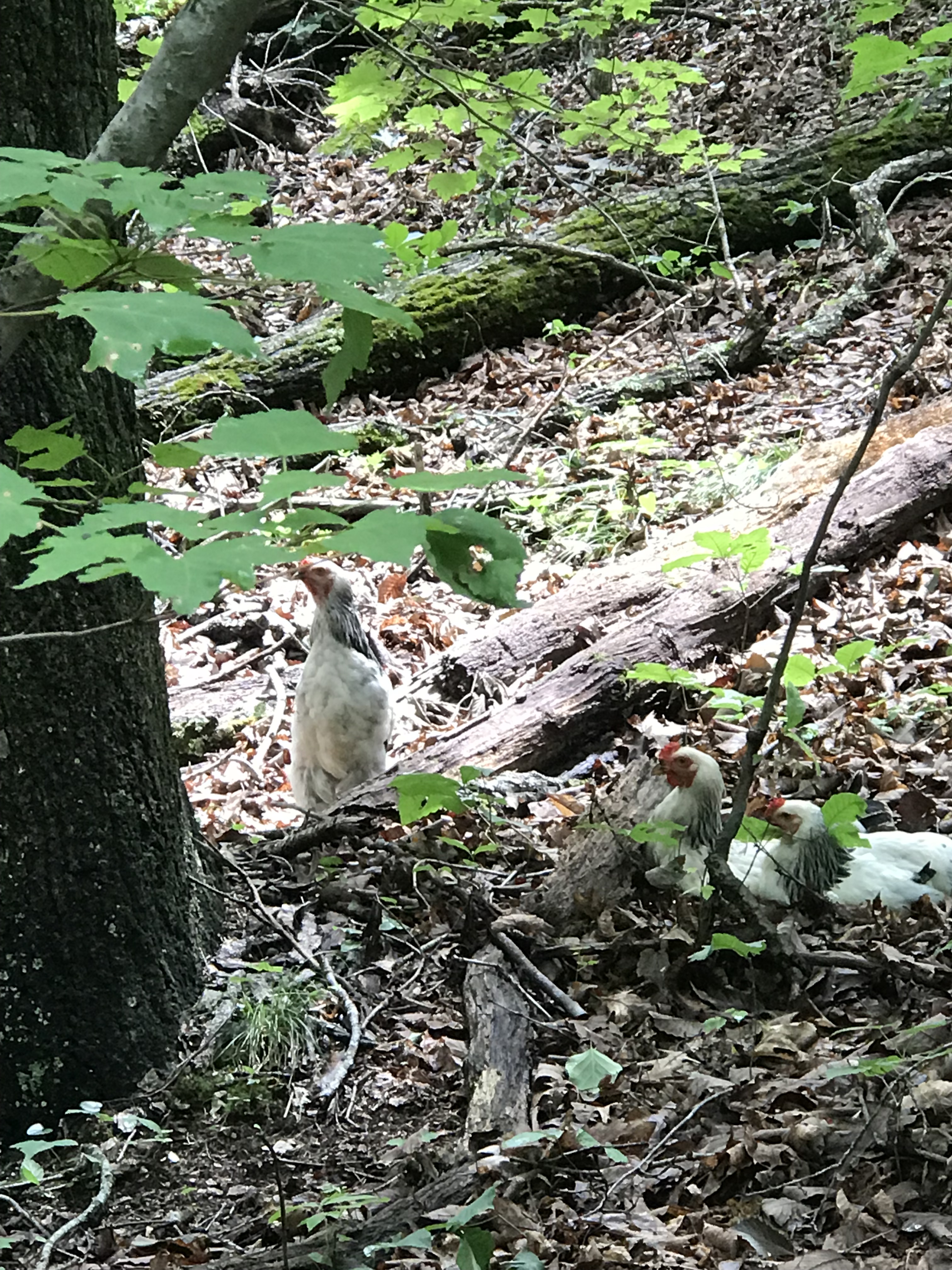 roosters in the woods 2018.jpeg