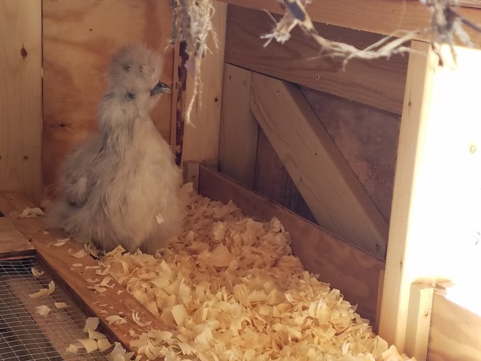 silkie in box 2.jpg