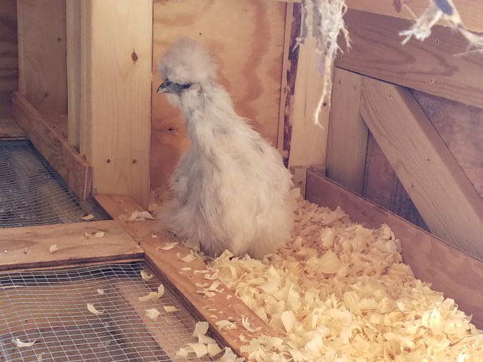 silkie in box 3.jpg