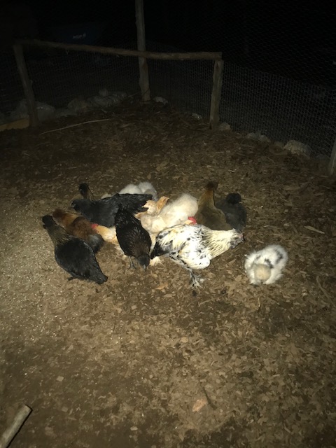 silkies at night.jpg
