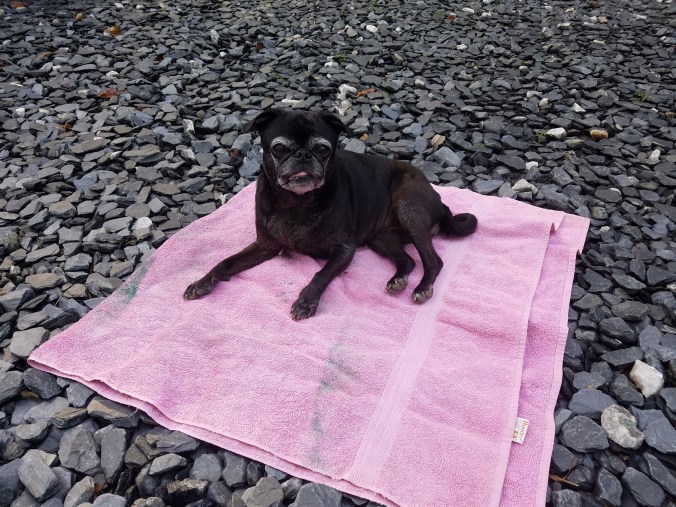 Coco on towel