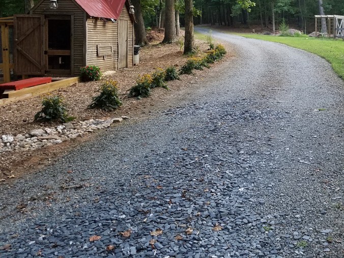 coop rudbekia2 (2).jpg