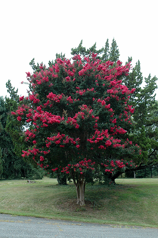 crape myrtle mature.jpg