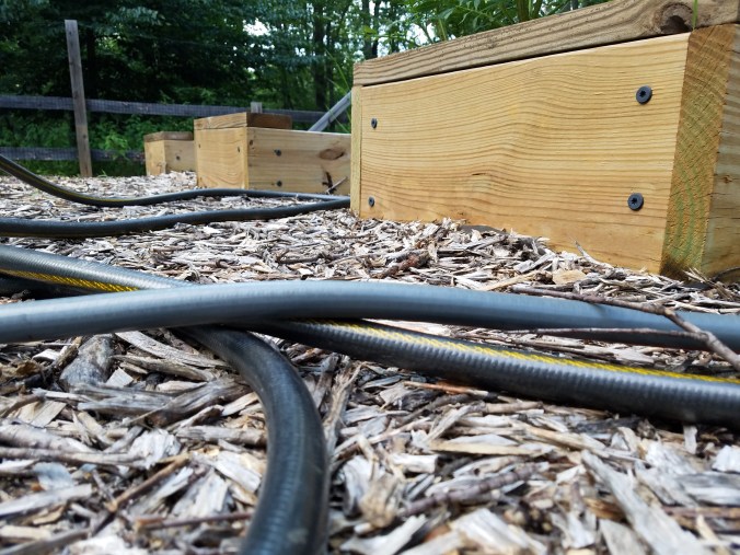 funky mushrooms gone.jpg