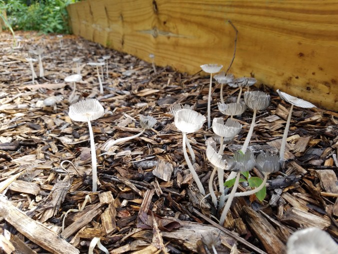 funky mushrooms