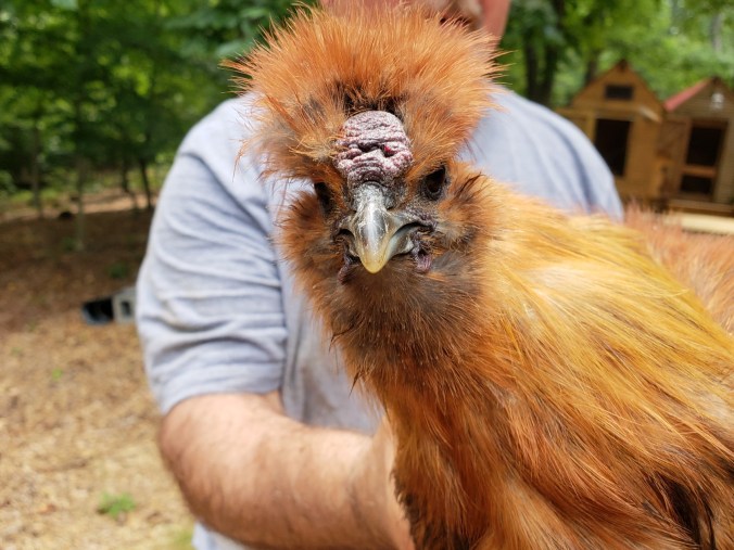 last rooster (2).jpeg