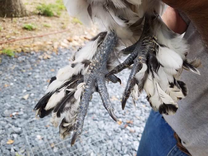 mille fleur feet.jpg