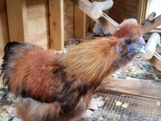 silkie blue ear (2)