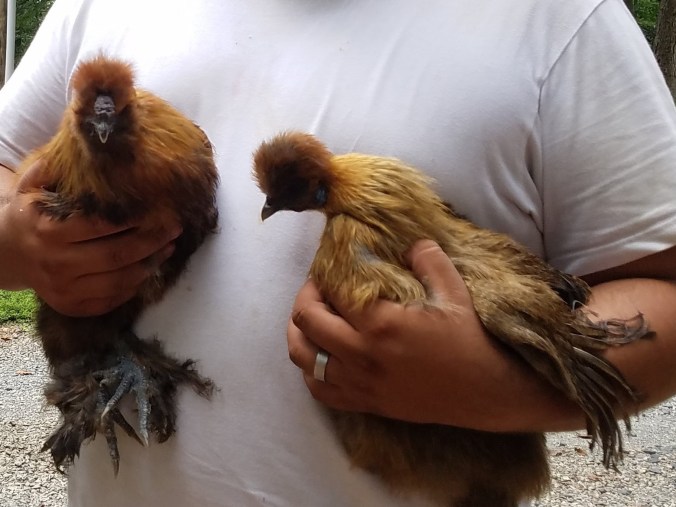 two silkies (2)