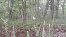 white deer (2)
