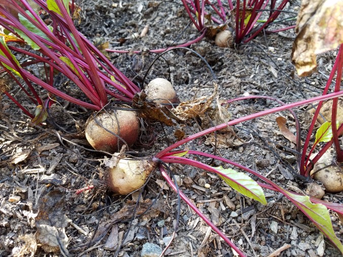 beets in ground 2