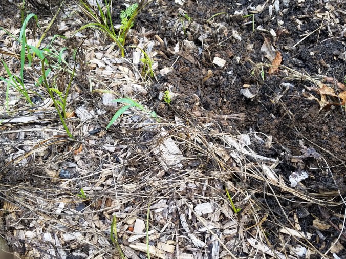 carrots dead tops (2)