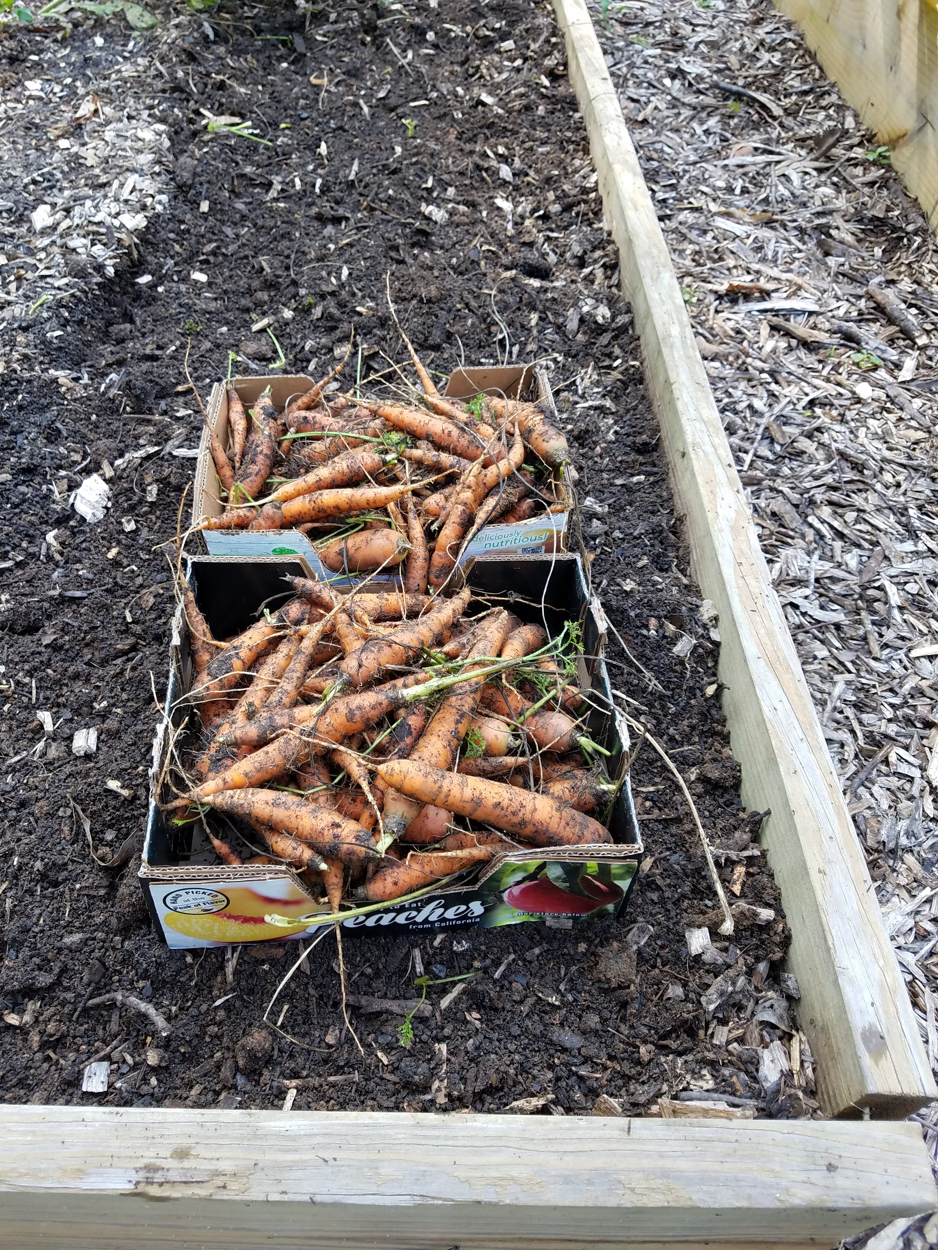 carrots in boxes.jpg