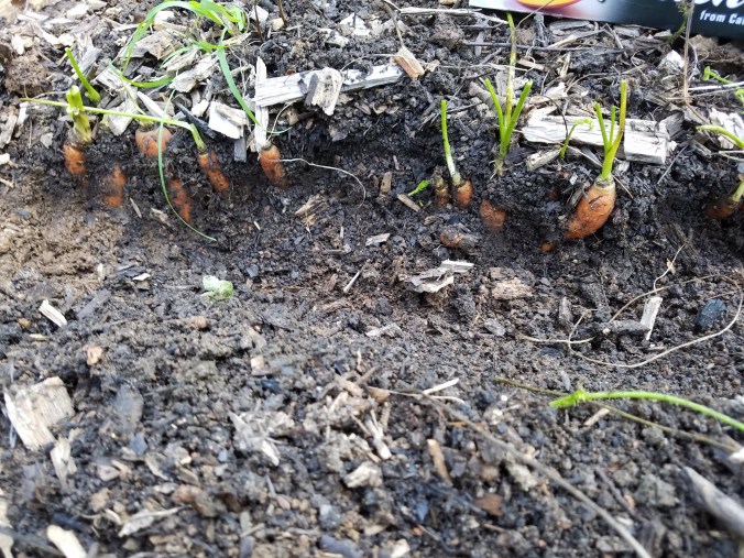 carrots in ground 2