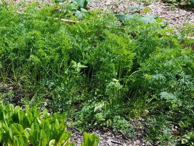 carrots in June (3)