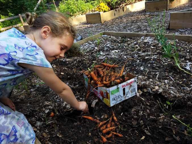 carrots pulling Rise.jpg