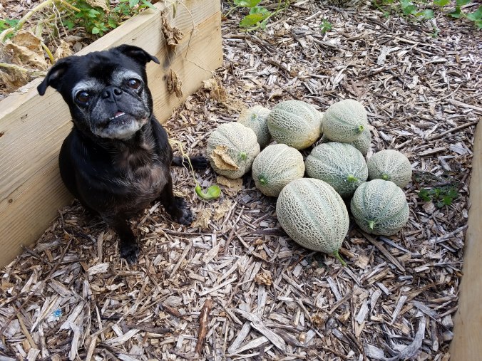 coco cantaloupes.jpg