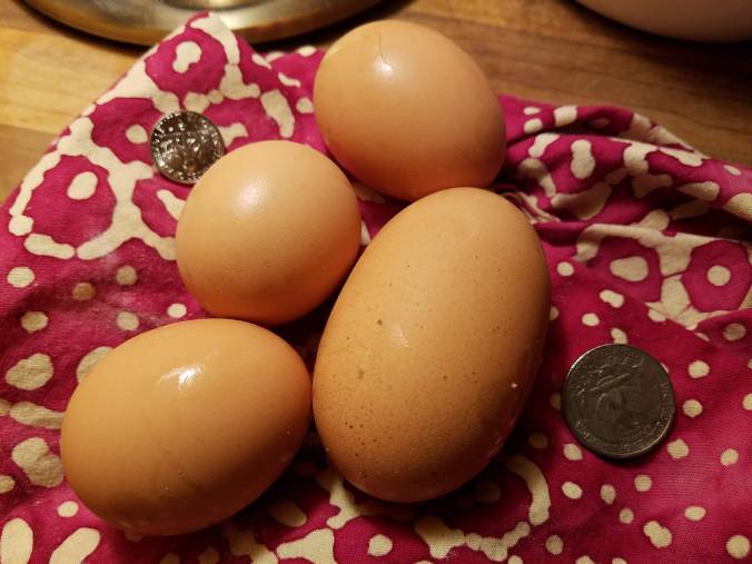 eggs big and small.jpg
