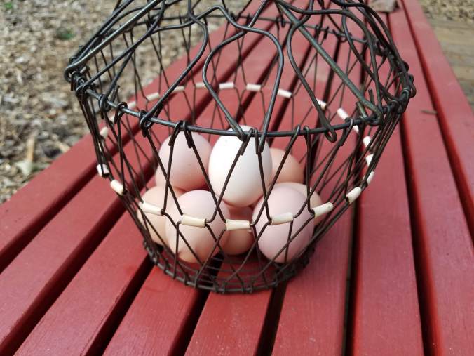 eggs in basket 8.27.18.jpg