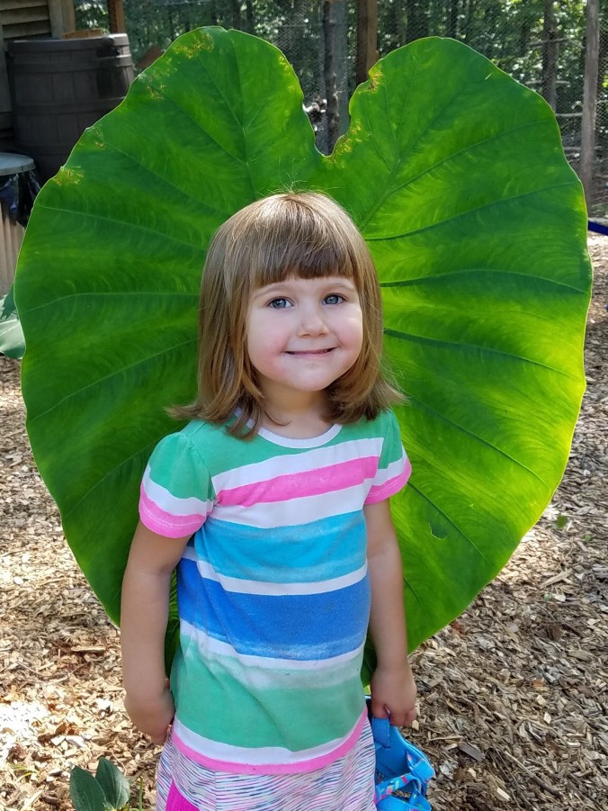 eppie elephant ear (2).jpg