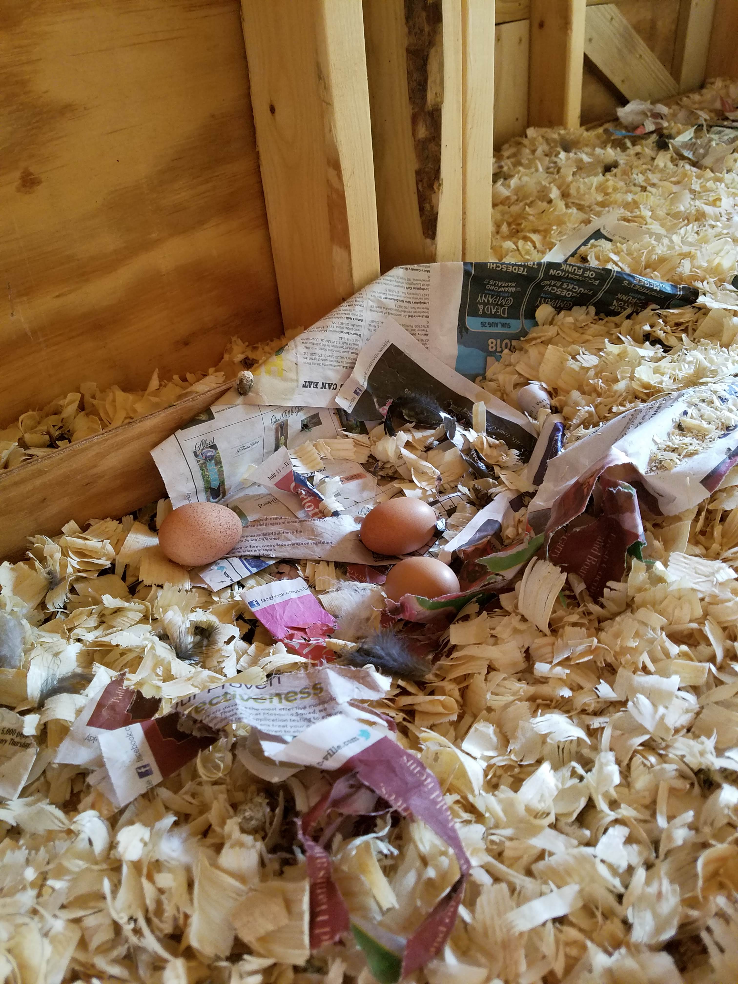 first silkie eggs.jpg