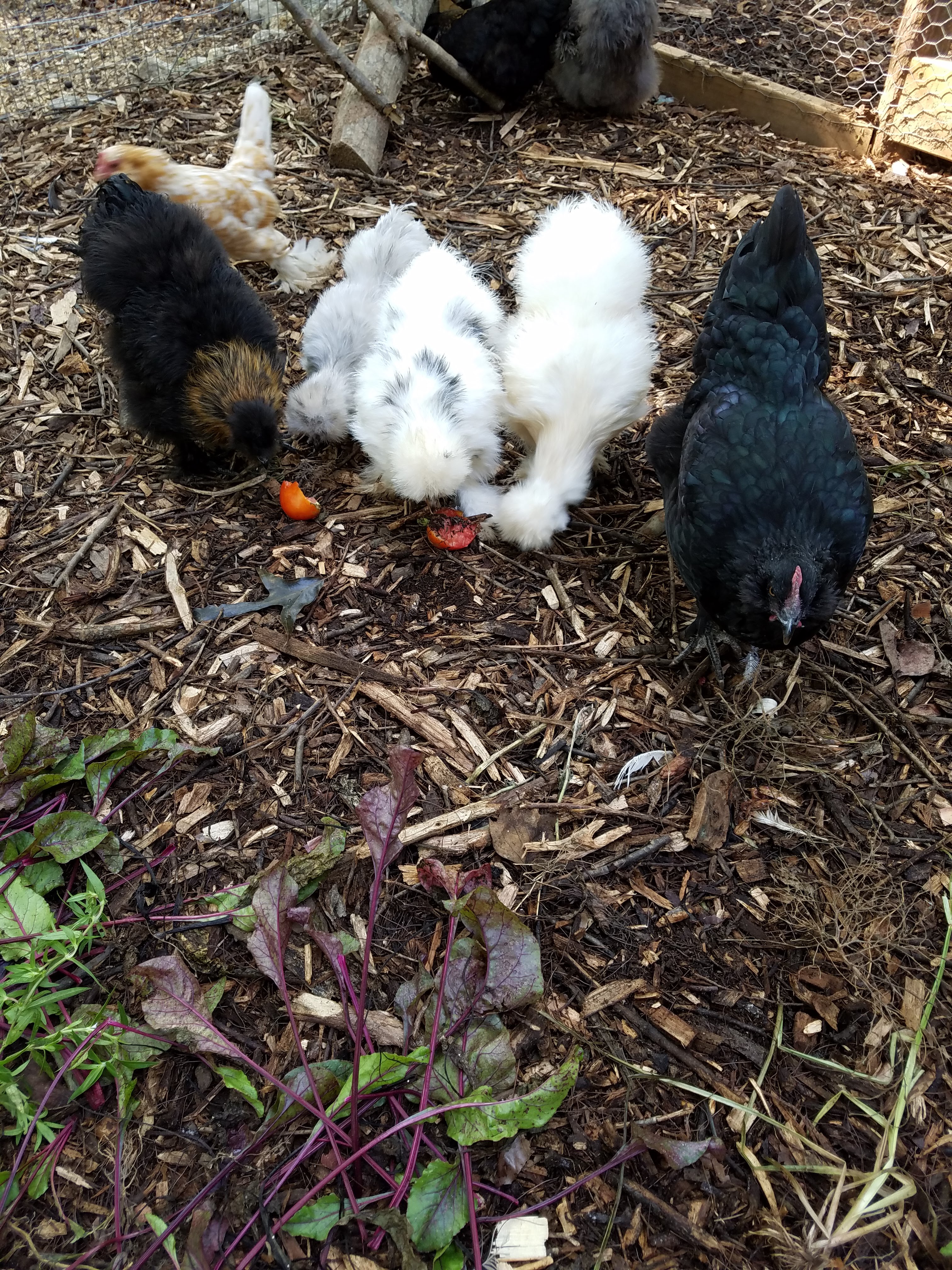 happy silkies.jpg