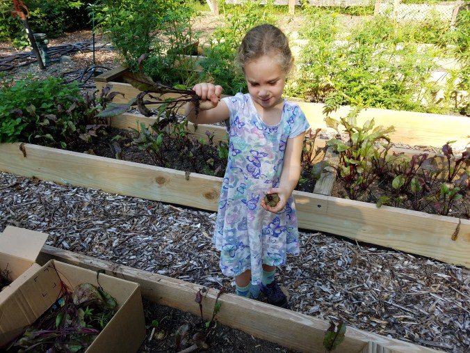 separating beet from green.jpg