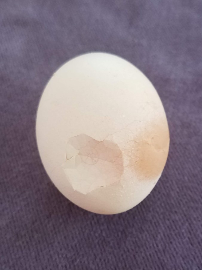 soft shelled starter (2).jpg