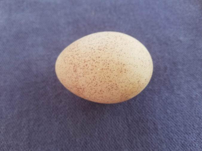 speckled copper maran egg.jpg