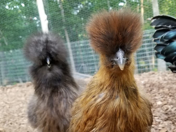 bad hair day (2).jpg