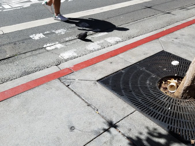 bird walking away.jpg