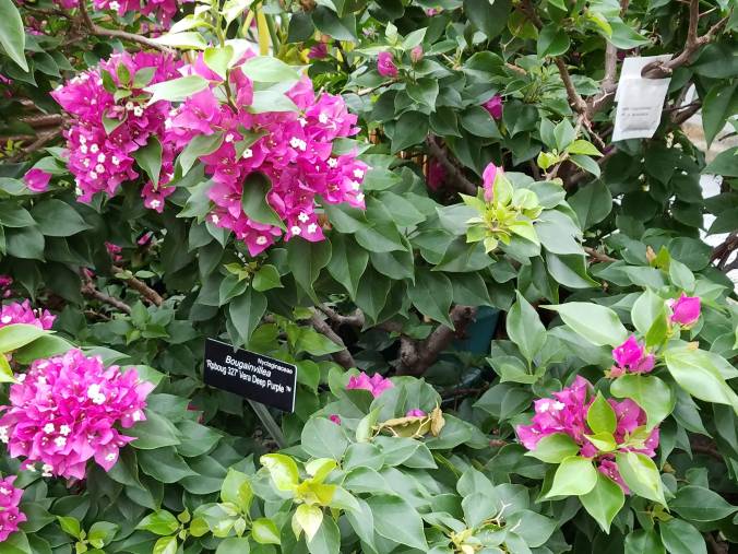bougainvillea