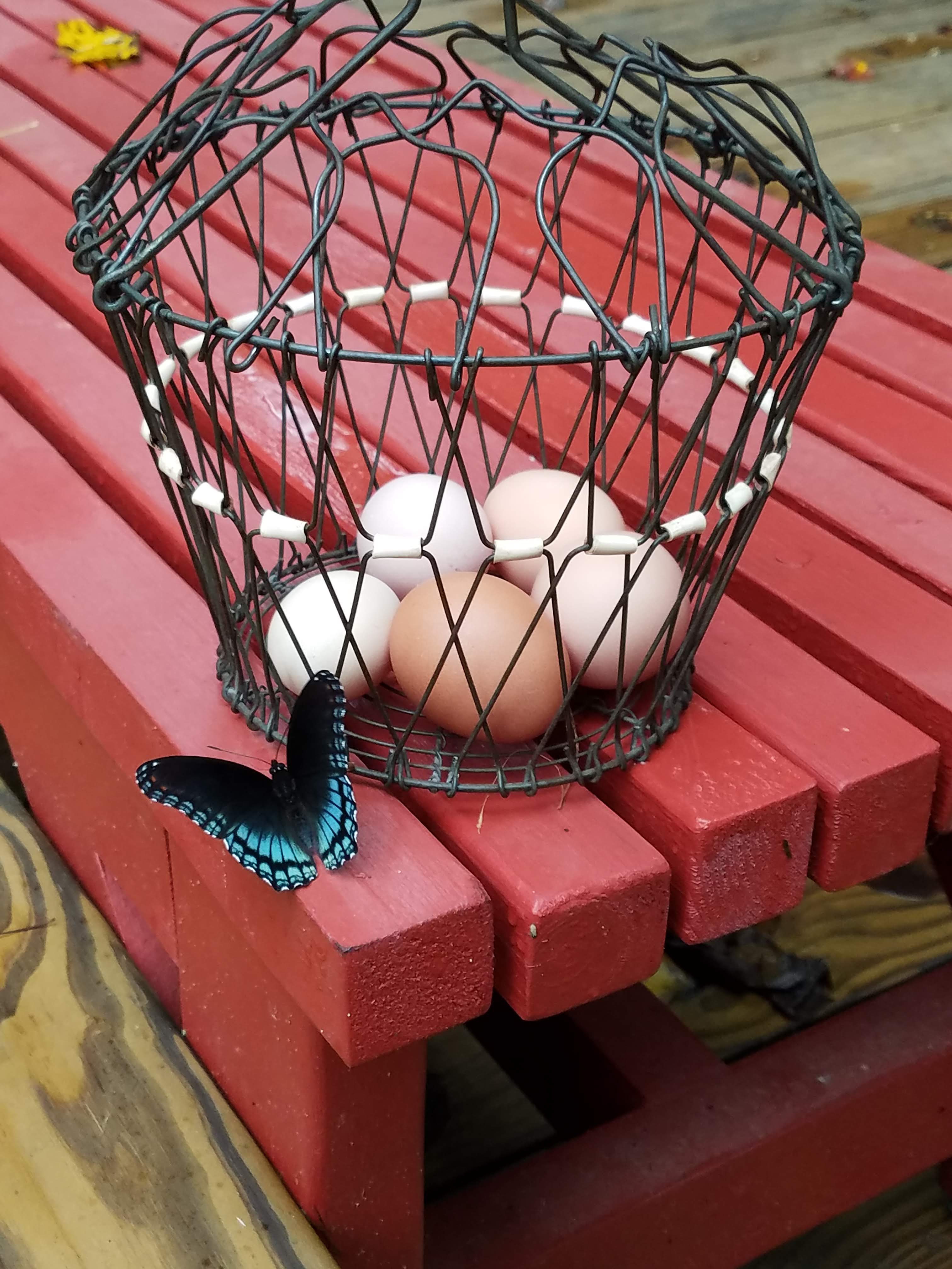 butterfly on bench.jpg