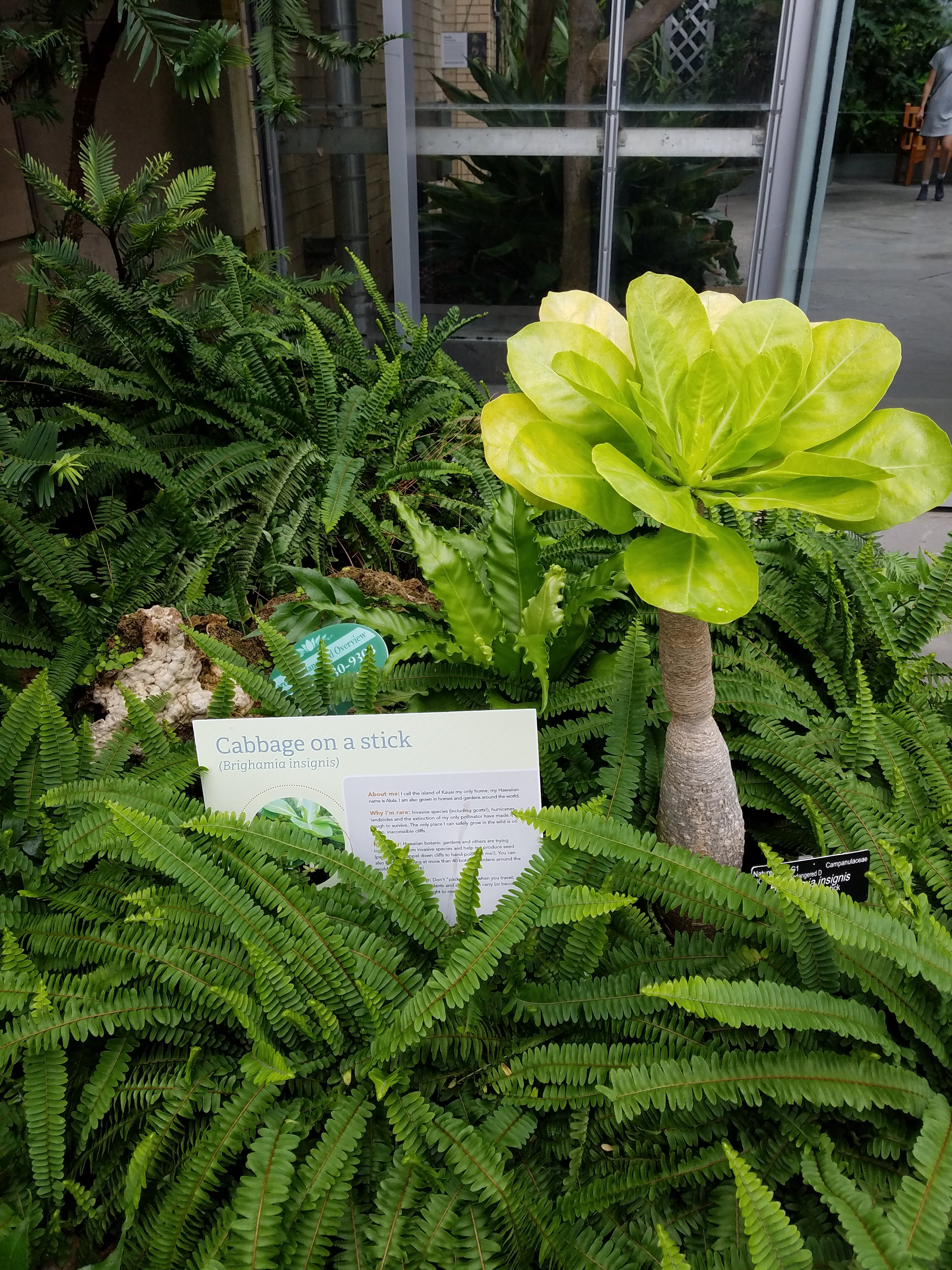 cabbage on a stick.jpg