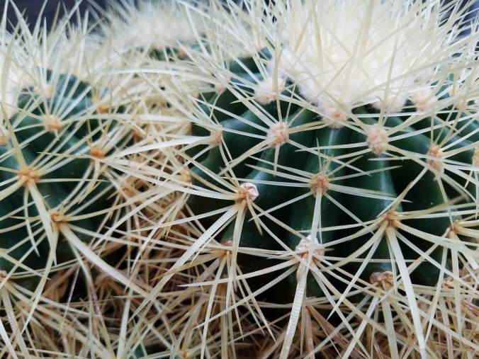 cactus up close.jpg